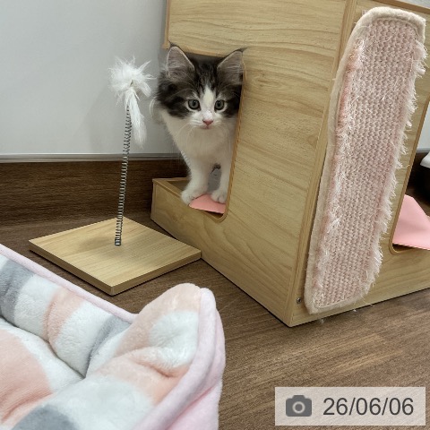 ノルウェージャンフォレストキャットの写真