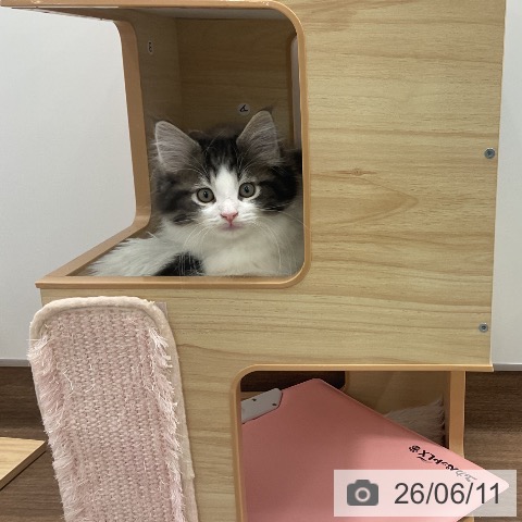 千葉県のノルウェージャンフォレストキャット (ペッツワン 千葉ニュータウン店/2026年3月31日生まれ/女の子/ブラウンマッカレルタビーホワイト)の子猫の3枚目の画像
