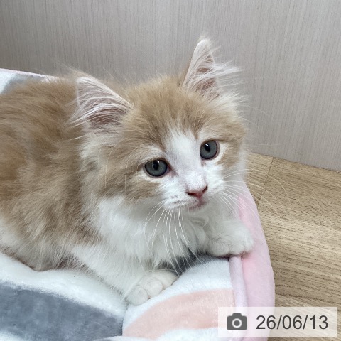 宮城県のノルウェージャンフォレストキャット (ペットプラス 名取店/2026年4月1日生まれ/男の子/クリームマッカレルタビーホワイト)の子猫の4枚目の画像