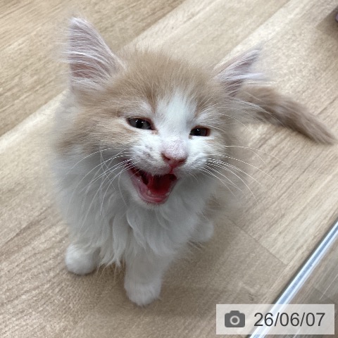 宮城県のノルウェージャンフォレストキャット (ペットプラス 名取店/2026年4月1日生まれ/男の子/クリームマッカレルタビーホワイト)の子猫の3枚目の画像