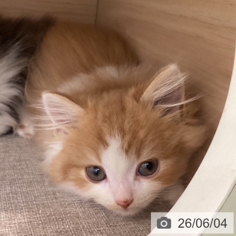 埼玉県のラガマフィン (ペットプラス 羽生店/2026年4月3日生まれ/男の子/レッドタビーホワイト)の子猫の4枚目の画像