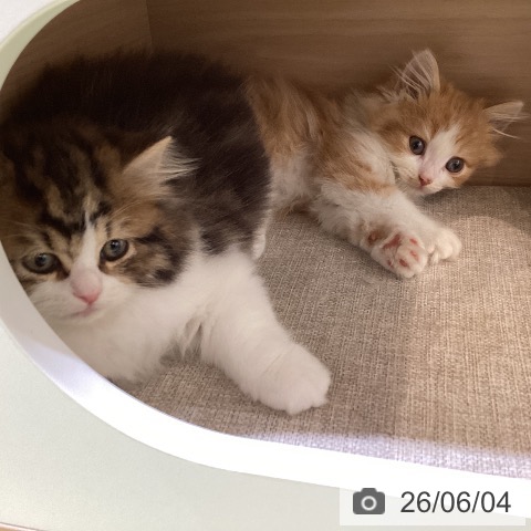 埼玉県のラガマフィン (ペットプラス 羽生店/2026年4月3日生まれ/男の子/レッドタビーホワイト)の子猫の3枚目の画像