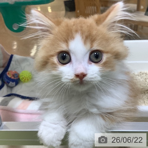 埼玉県のラガマフィン (ペットプラス 羽生店/2026年4月3日生まれ/男の子/レッドタビーホワイト)の子猫の3枚目の画像