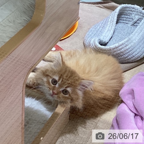 ラガマフィンの写真