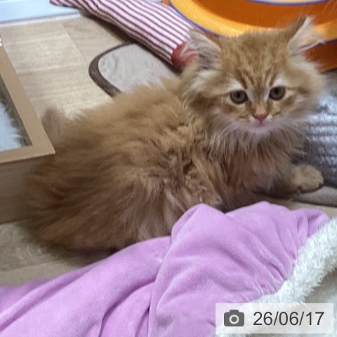 ラガマフィンの写真