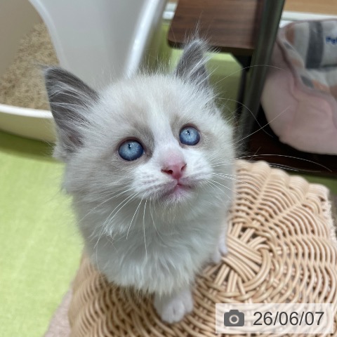 ラグドールの写真