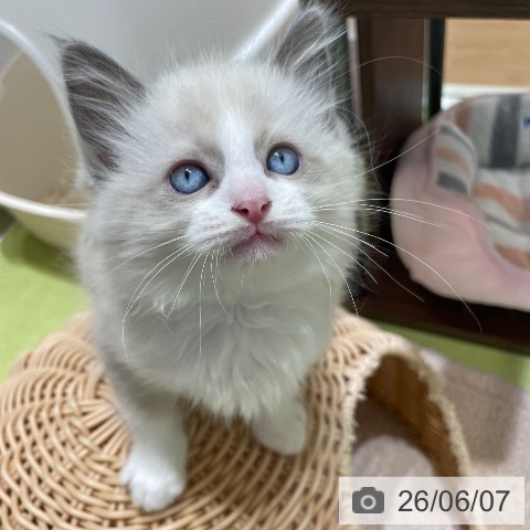 ラグドールの写真