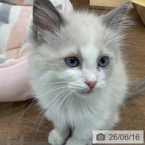 千葉県のラグドール (ペッツワン 千葉ニュータウン店/2026年4月3日生まれ/男の子/ブルーポイントバイカラー)の子猫の3枚目の画像