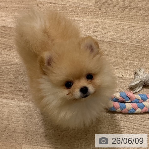 宮城県のポメラニアン (ペットプラス 名取店/2026年3月31日生まれ/女の子/クリーム)の子犬の4枚目の画像