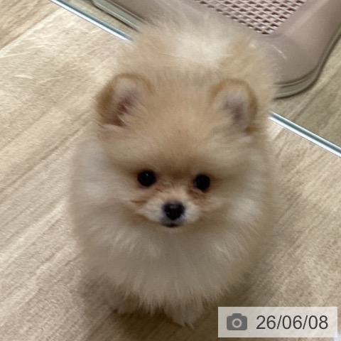 ポメラニアンの写真