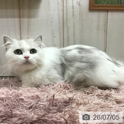 ミヌエットの写真