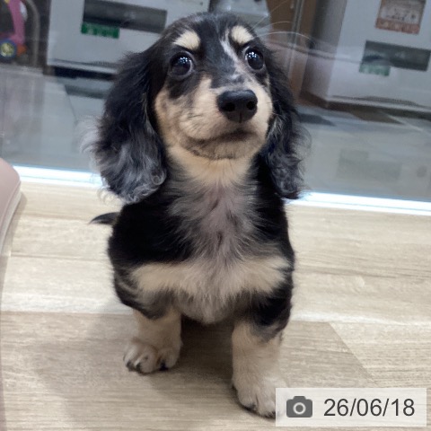 埼玉県のカニンヘンダックスフンド(ロング) (ペットプラス ピオニウォーク東松山店/2026年4月6日生まれ/男の子/シルバーダップル)の子犬の3枚目の画像