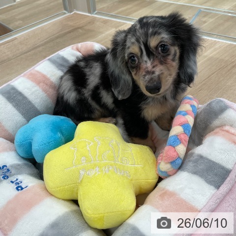 カニーンヘン・ダックスフンドの写真