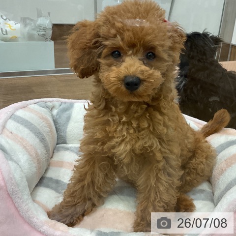 埼玉県のトイプードル(トイ) (ペッツワン 吉川美南店/2026年4月7日生まれ/女の子/レッド)の子犬の3枚目の画像