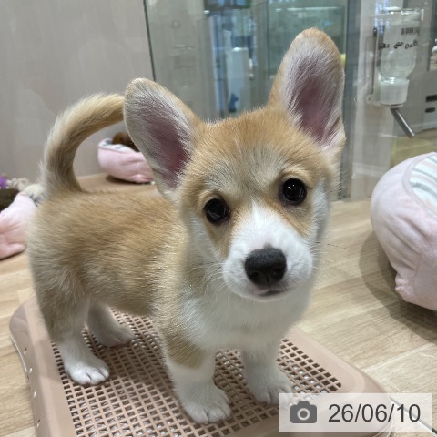 長野県のウェルシュコーギーペンブローク (ペットプラス 須坂店/2026年4月6日生まれ/女の子/レッドホワイト)の子犬の3枚目の画像