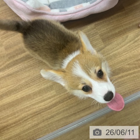 東京都のウェルシュコーギーペンブローク (ペッツワン 青梅インター店/2026年4月6日生まれ/女の子/セーブルホワイト)の子犬の3枚目の画像