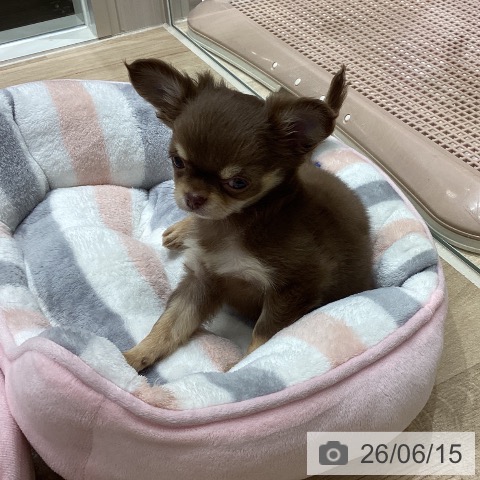 宮城県のチワワ(ロング) (ペットプラス 仙台上杉店/2026年4月9日生まれ/女の子/チョコレートタン)の子犬の3枚目の画像