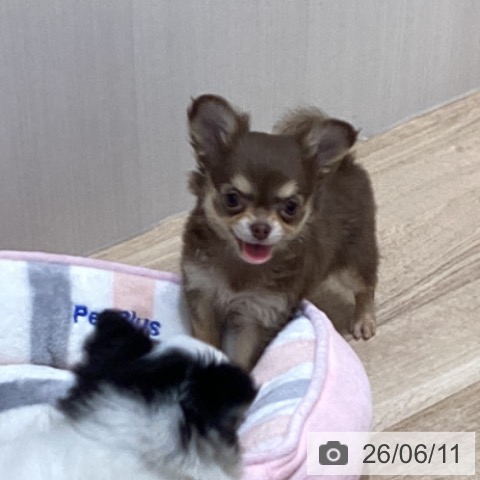 チワワの写真