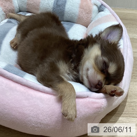 宮城県のチワワ(ロング) (ペットプラス 名取店/2026年4月9日生まれ/女の子/チョコレートタン)の子犬の4枚目の画像