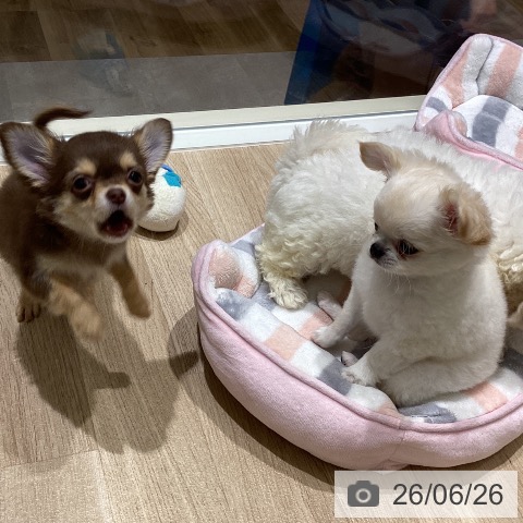 チワワの写真