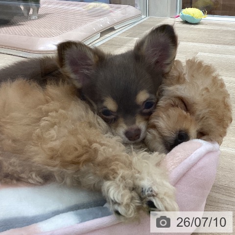 チワワの写真