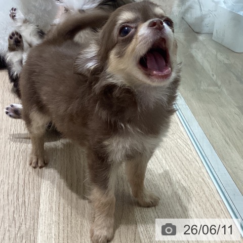 宮城県のチワワ(ロング) (ペットプラス 名取店/2026年4月9日生まれ/女の子/チョコレートタン)の子犬の3枚目の画像