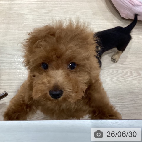千葉県のトイプードル(トイ) (ペットプラス ユーカリが丘店/2026年4月9日生まれ/男の子/レッド)の子犬の4枚目の画像