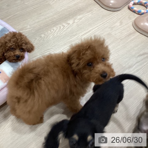 千葉県のトイプードル(トイ) (ペットプラス ユーカリが丘店/2026年4月9日生まれ/男の子/レッド)の子犬の3枚目の画像
