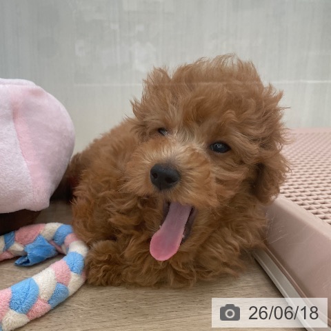 東京都のトイプードル(トイ) (ペットプラス 東久留米店/2026年4月9日生まれ/男の子/レッド)の子犬の3枚目の画像