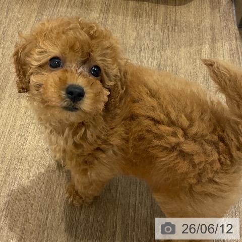 神奈川県のトイプードル(トイ) (ペッツワン 小田原店/2026年4月9日生まれ/女の子/レッド)の子犬の4枚目の画像