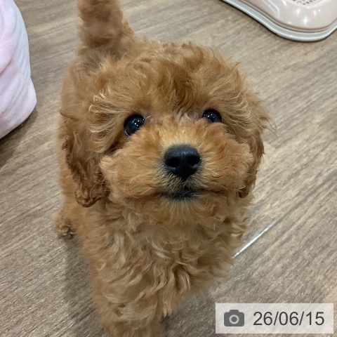 神奈川県のトイプードル(トイ) (ペッツワン 小田原店/2026年4月9日生まれ/女の子/レッド)の子犬の4枚目の画像