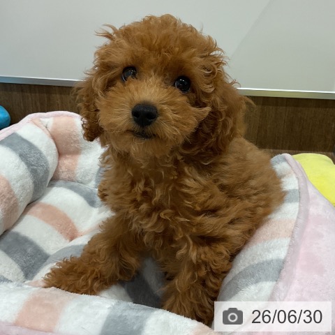 神奈川県のトイプードル(トイ) (ペッツワン 小田原店/2026年4月9日生まれ/女の子/レッド)の子犬の4枚目の画像