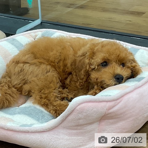 神奈川県のトイプードル(トイ) (ペッツワン 小田原店/2026年4月9日生まれ/女の子/レッド)の子犬の4枚目の画像