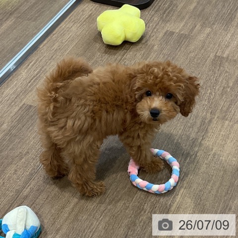 神奈川県のトイプードル(トイ) (ペッツワン 小田原店/2026年4月9日生まれ/女の子/レッド)の子犬の4枚目の画像