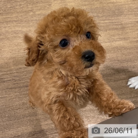 神奈川県のトイプードル(トイ) (ペッツワン 小田原店/2026年4月9日生まれ/女の子/レッド)の子犬の3枚目の画像