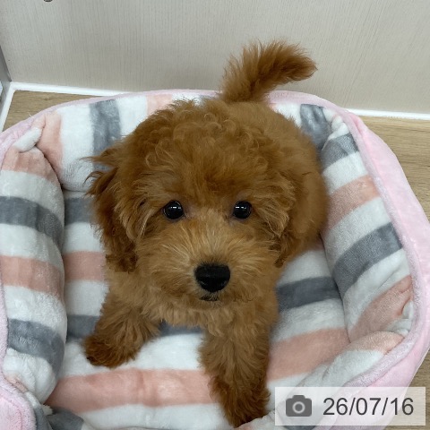 神奈川県のトイプードル(トイ) (ペットプラス アミーゴ藤沢店/2026年4月9日生まれ/女の子/レッド)の子犬の4枚目の画像