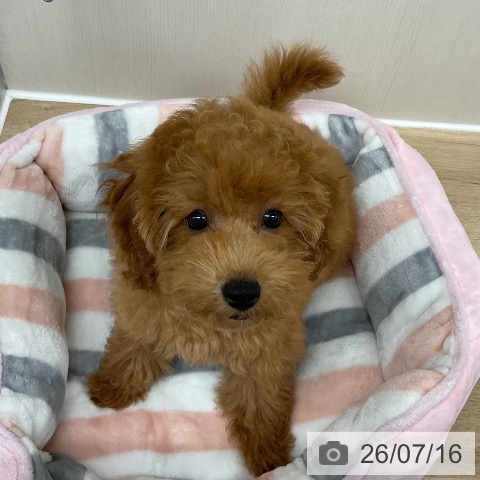 神奈川県のトイプードル(トイ) (ペットプラス アミーゴ藤沢店/2026年4月9日生まれ/女の子/レッド)の子犬の3枚目の画像