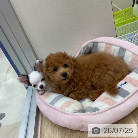 神奈川県のトイプードル(トイ) (ペットプラス アミーゴ藤沢店/2026年4月9日生まれ/女の子/レッド)の子犬の4枚目の画像