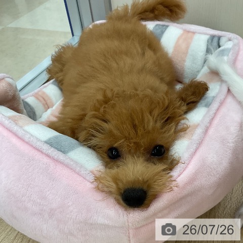 神奈川県のトイプードル(トイ) (ペットプラス アミーゴ藤沢店/2026年4月9日生まれ/女の子/レッド)の子犬の3枚目の画像