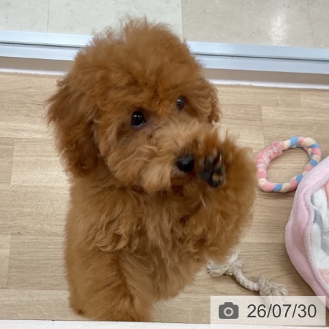 神奈川県のトイプードル(トイ) (ペットプラス アミーゴ藤沢店/2026年4月9日生まれ/女の子/レッド)の子犬の3枚目の画像