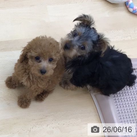 青森県のトイプードル(トイ) (ペットプラス 青森浜田店/2026年4月9日生まれ/女の子/レッド)の子犬の3枚目の画像