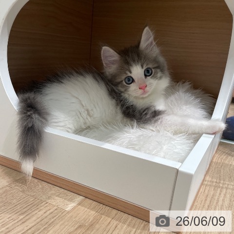 ノルウェージャンフォレストキャットの写真