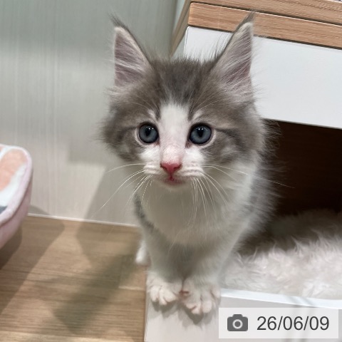 ノルウェージャンフォレストキャットの写真