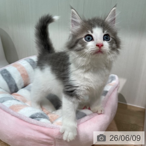 ノルウェージャンフォレストキャットの写真
