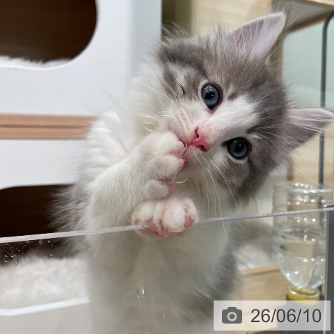 ノルウェージャンフォレストキャットの写真