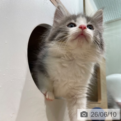 ノルウェージャンフォレストキャットの写真