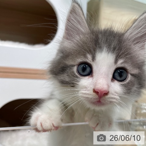 ノルウェージャンフォレストキャットの写真