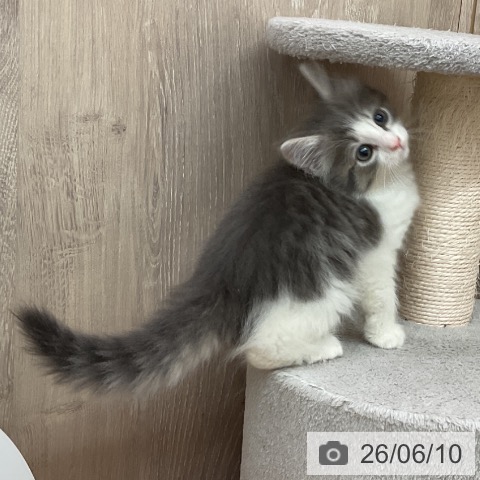 ノルウェージャンフォレストキャットの写真