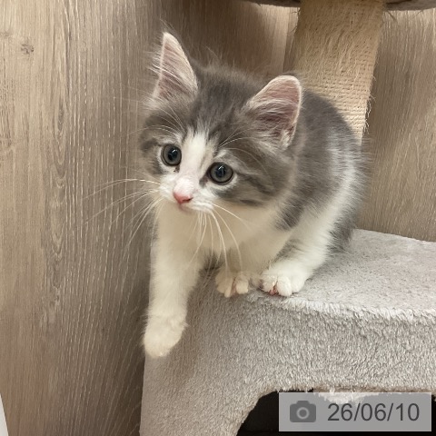 ノルウェージャンフォレストキャットの写真
