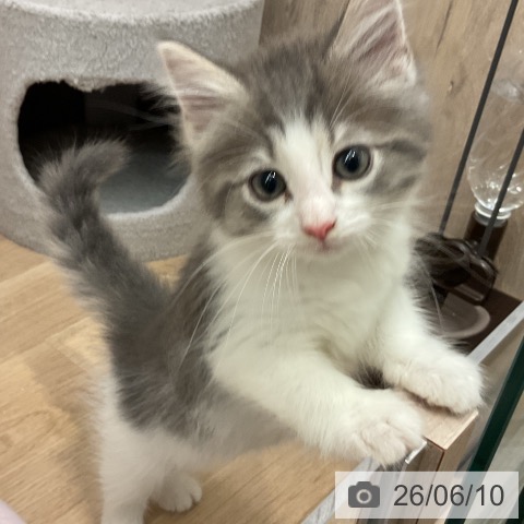 ノルウェージャンフォレストキャットの写真